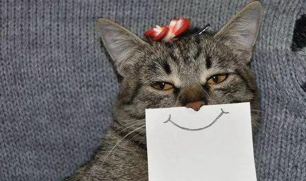 16种猫咪笑，你家主子是哪款？