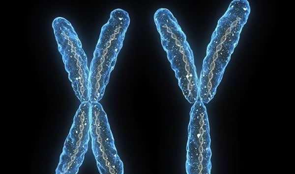 胎儿的性别是什么时候形成的?