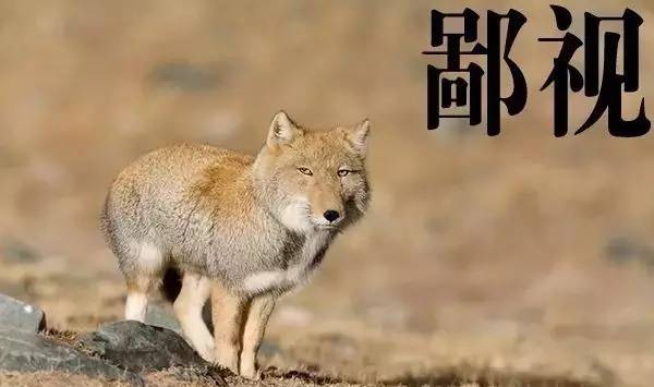 面瘫藏狐:为表情包而生的动物