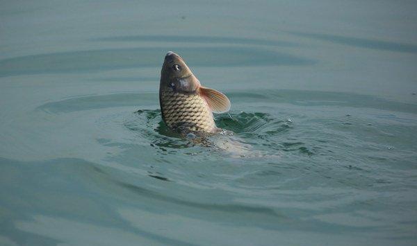 老司机爆料深秋钓鲤鱼的实战技巧!这是一个让钓鱼人心醉的季节!