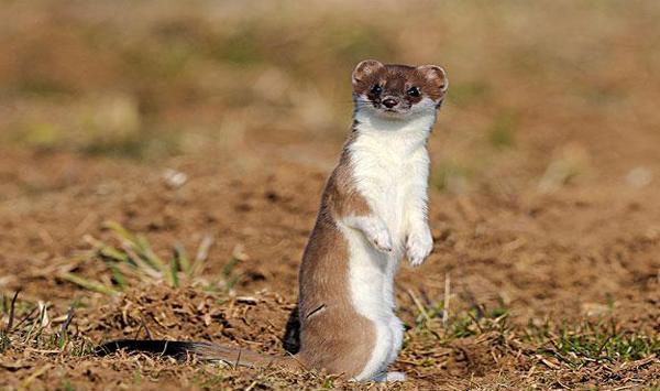 故事:黄皮子认亲记