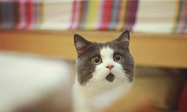 告别忽悠，教你怎么识别常见的英国短毛猫