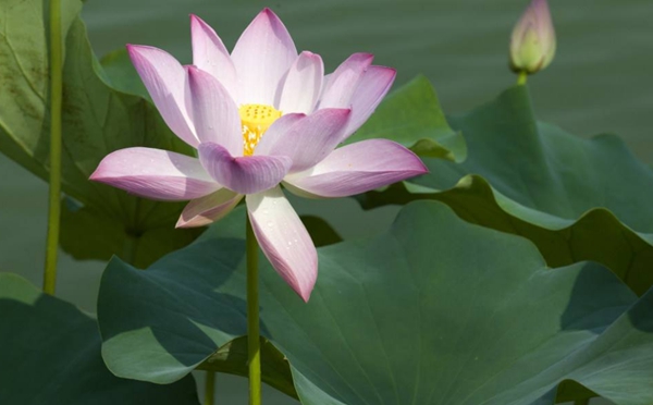 我国工伤认定程序的法律问题研究