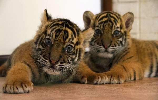 两只从小就被人类收养的小老虎,第一次看大老虎时未免