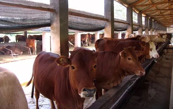 养殖户快来看,2018年国家扶持养殖业优惠政策