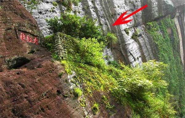 大红袍的本来面目，哪个才是真正的大红袍母树?