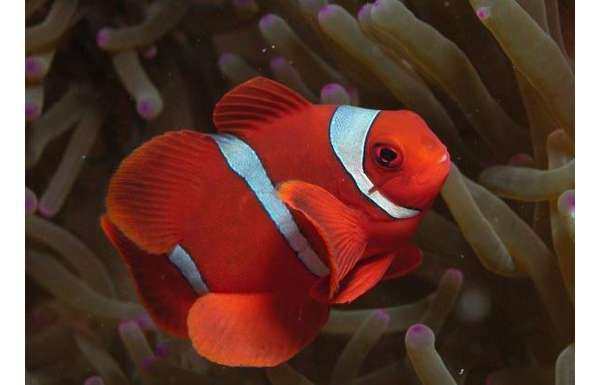 透红小丑鱼,小丑鱼也分为好多种的知道么?