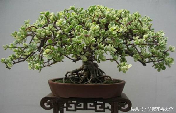 永结同心,金枝玉叶--盆景