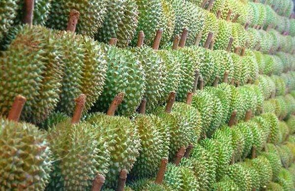 最好吃的5个榴莲品种,第一个在国内最火,第三