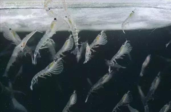 既然有北极虾,自然也有南极虾咯,南极虾有个温婉的名字——美丽磷虾.