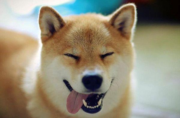 柴犬正悠闲得喝茶看剧,这时主人刚好回家,狗狗的反应让人笑喷