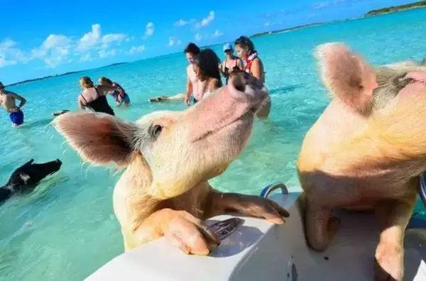 bahamas 猪岛|想做一只猪,面朝大海,每天游泳,抬头就吃