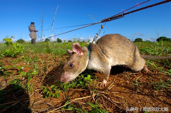 非洲巨鼠是柬埔寨人心中的英雄，一只老鼠的战斗力高于一百人