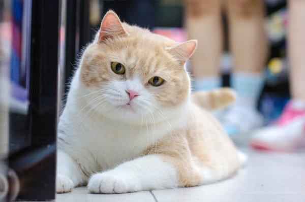 香港第一人气肥猫,尖东忌廉哥!