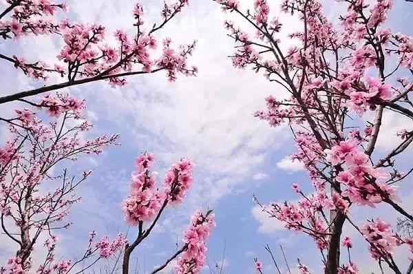 钦州三娘湾桃花坞又是一年桃花季、无数桃枝沐春雨，绽花颜
