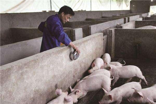 2018年养猪的农民恐怕会增多,农村养猪可是倒