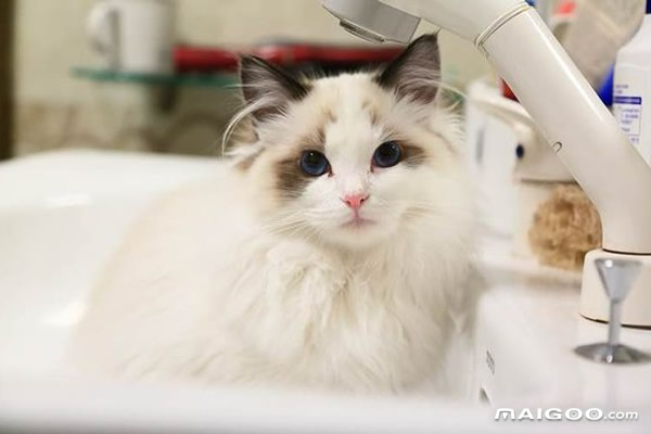 世界十大最萌的宠物猫最萌的猫咪盘点
