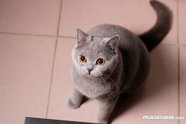 世界十大最萌的宠物猫最萌的猫咪盘点