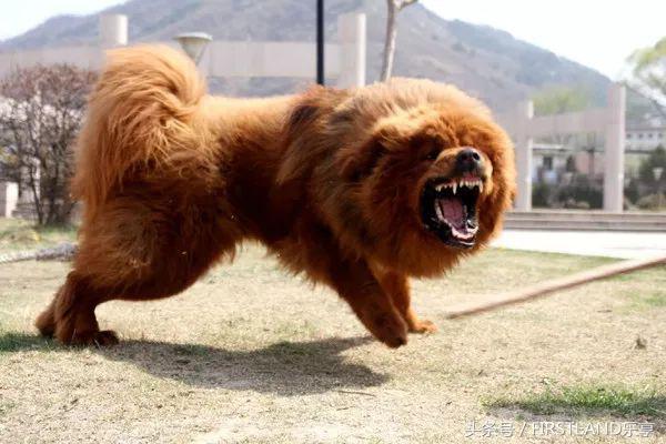 河南省新版《物业管理条例》禁止管理区域内饲