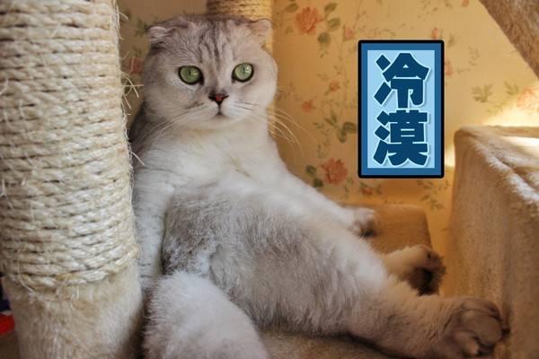 网上超火超萌猫咪表情包