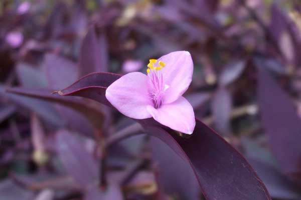 全年有花看的盆栽紫竹梅,好养又好看,新手也能