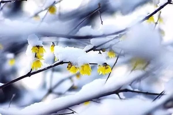 腊梅映雪暗香浮动
