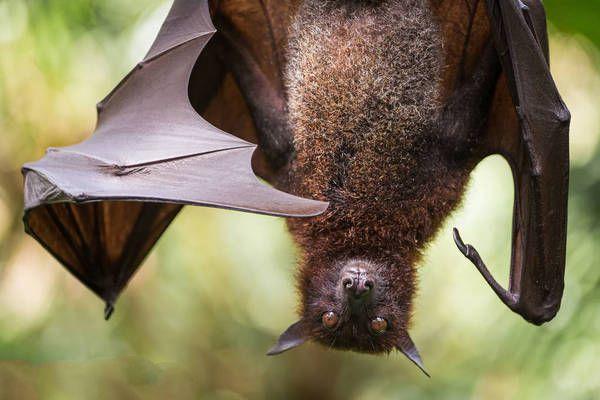 地球上最大的巨型蝙蝠,与成年男性一样高,好在是个素食主义者