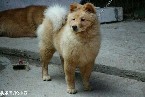 不要再被骗了,真正的松狮原来长这样