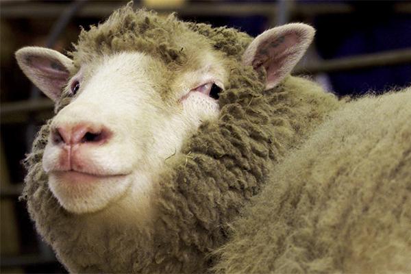 从克隆羊到克隆猴,克隆人真的也可以实现吗?