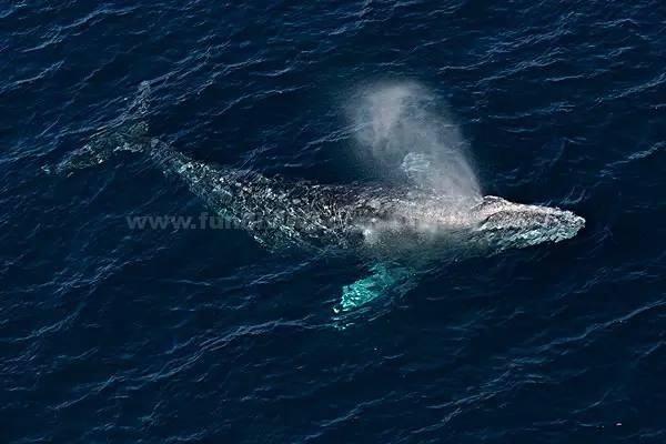 世上最孤独的鲸鱼, 只因独特的52赫兹, 至今仍无法找到伴侣!