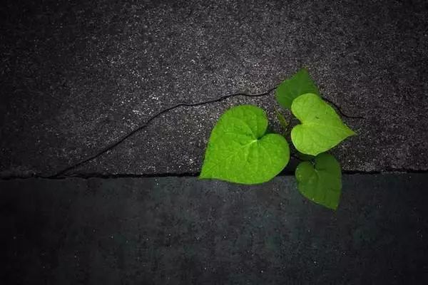 读后感:《不能承受的生命之轻》,一本读不完的