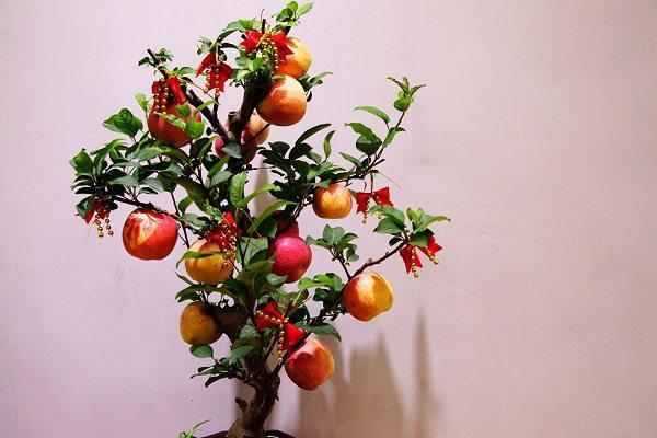 在阳台就能种的苹果! 观赏食用两不误, 盆景和