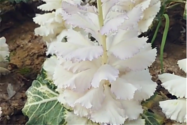 世上最好看的花并不是樱花,而是超过10亿人都