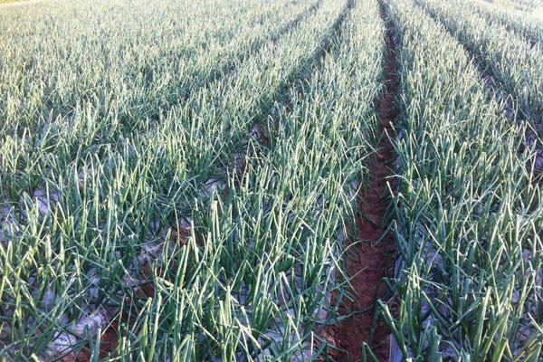 洋葱的种植方法及田间管理