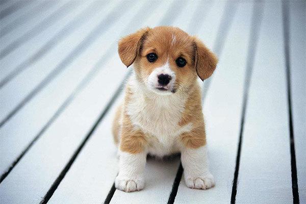 小男孩两个月前被狗抓出血后得狂犬病学狗叫? 网友: 你能再装像点