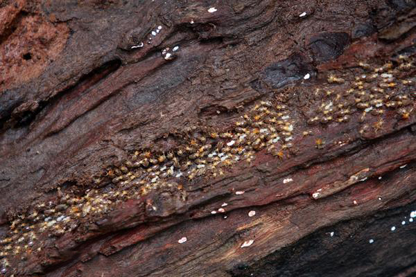 种植瓜果防虫有绝招,原来有这么简单的方法消灭白蚁