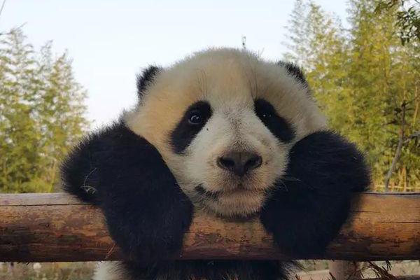 搞笑萌宠:深受各国朋友喜爱的国宝—熊猫,萌萌哒