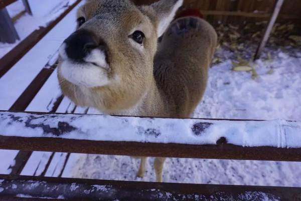 雪乡神兽傻狍子到底有多傻被追赶会把头埋进雪里看不见