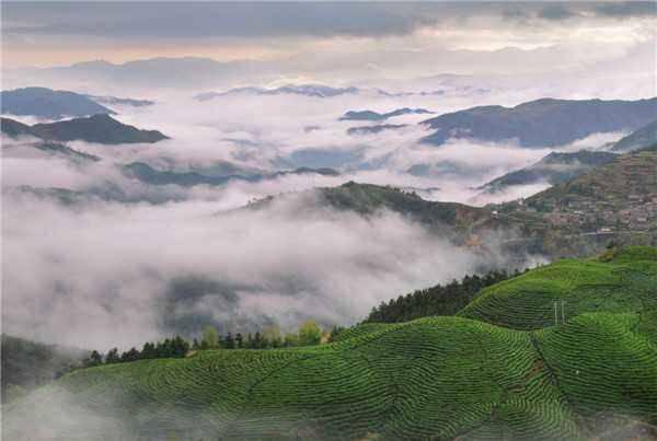 第一百一十二期 漫卷诗书喜欲狂 青春作伴好松