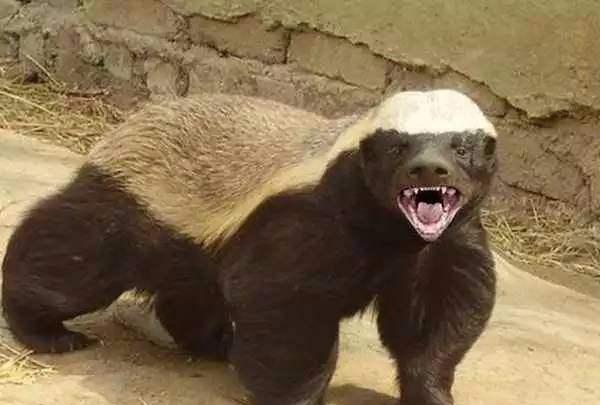 燃爆！它才是国产最豪华SUV，将打破合资垄断