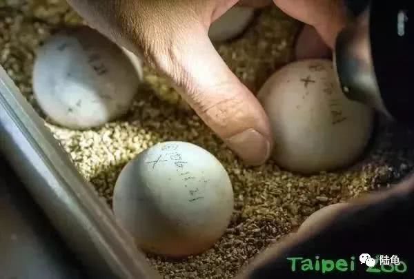 不仅创下台北市立动物园的首次成功繁殖纪录,对园内大型陆龟的照养
