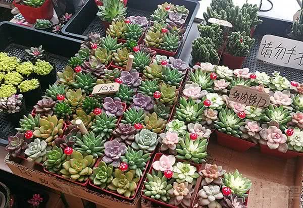 小编组团曹庄花卉市场,没想到年前鲜花还能卖出批发价!