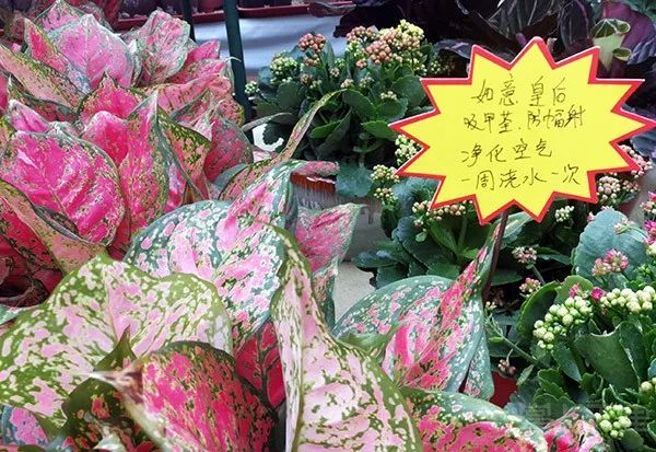 小编组团曹庄花卉市场,没想到年前鲜花还能卖出批发价!