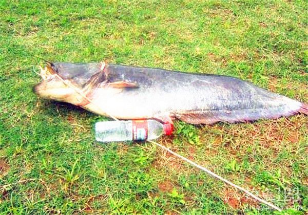 钓鲶鱼好时机!高手教你用饵与野钓选位技巧,钓