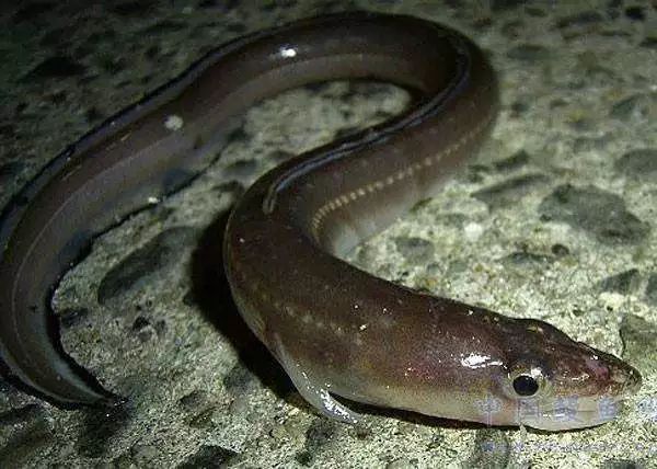 海鳗一种,日语为【穴子】あなご(anago,是鳗鲡目星康吉鳗科,跟河鳗长