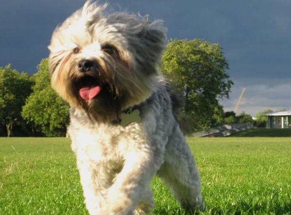 罗秦犬也被称之为小狮子犬,这种狗狗有着令人印象深刻的鬃毛和敏捷的