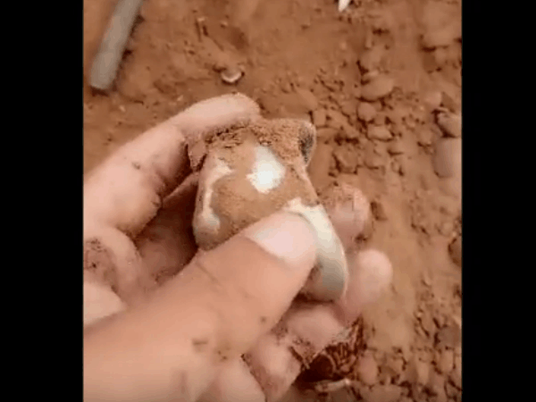 男子开挖掘机挖土, 发现泥土里有异样, 仔细查看是这种宝贝!