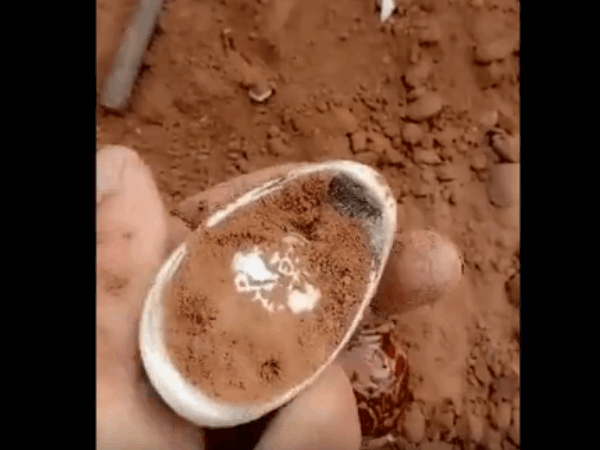 男子开挖掘机挖土, 发现泥土里有异样, 仔细查看是这种宝贝!