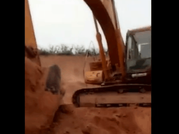 男子开挖掘机挖土, 发现泥土里有异样, 仔细查看是这种宝贝!