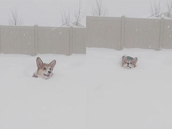 「积雪厚度和柯基犬一样高,看见小短腿在白雪中灵活地跳跃,模样十分